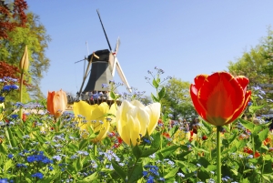HOLLANDE/BELGIQUE - Pays des tulipes p.106-107